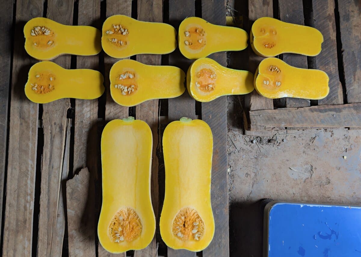 Butternut Trial Zimbabwe January 2026