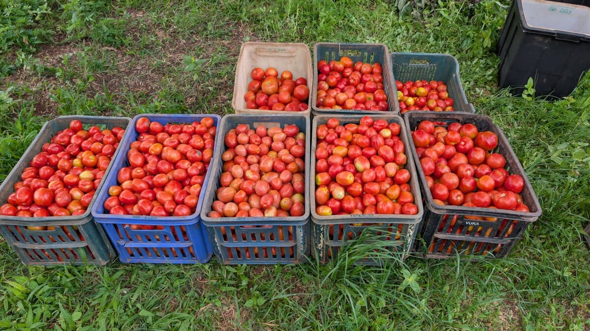 Tomato trial results