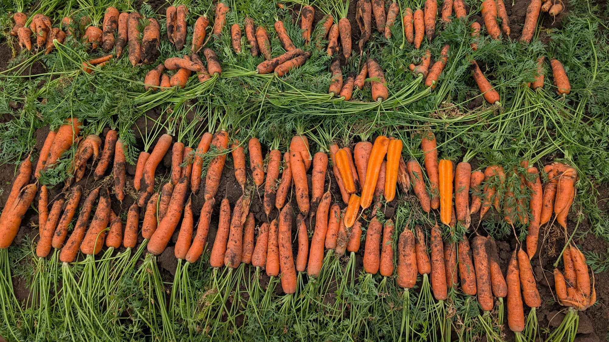 Farways crops growing in the field