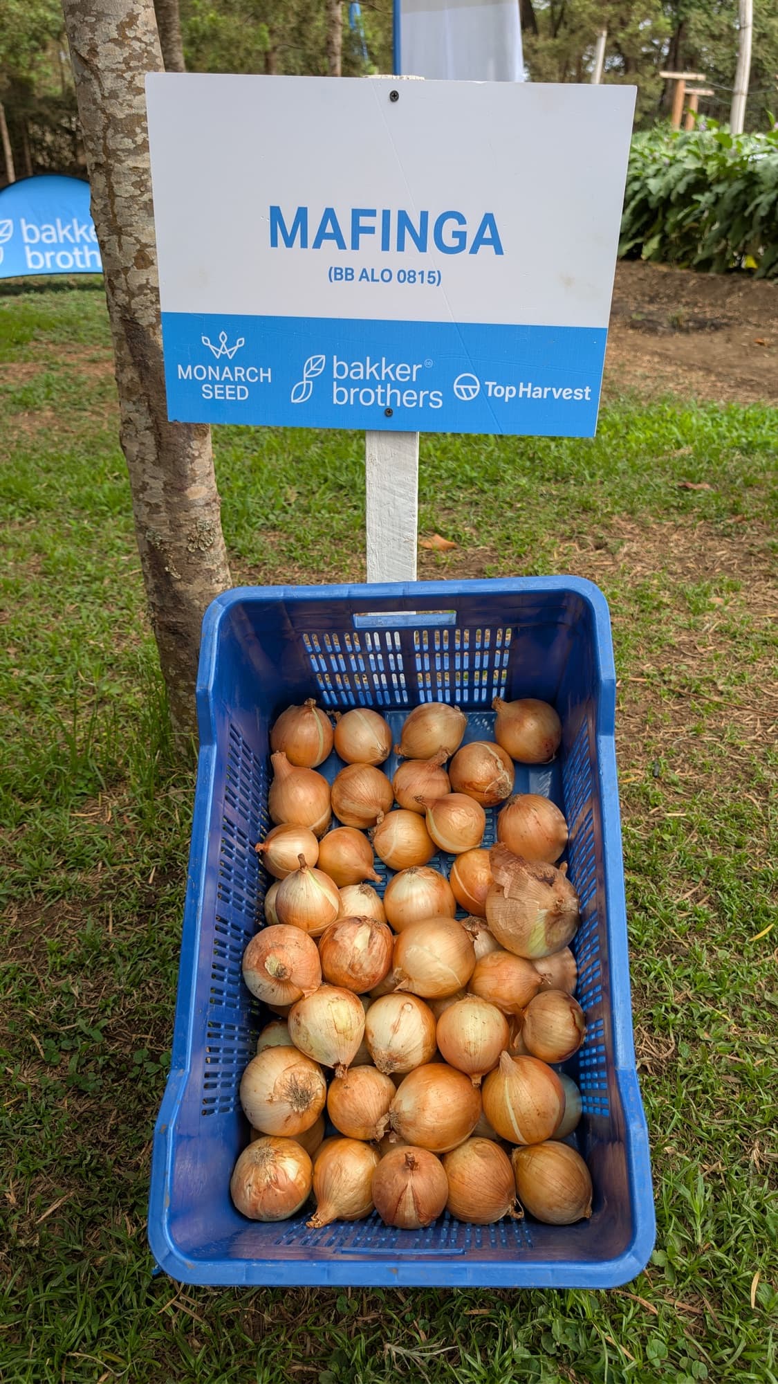 Healthy crop stand from Farways seed