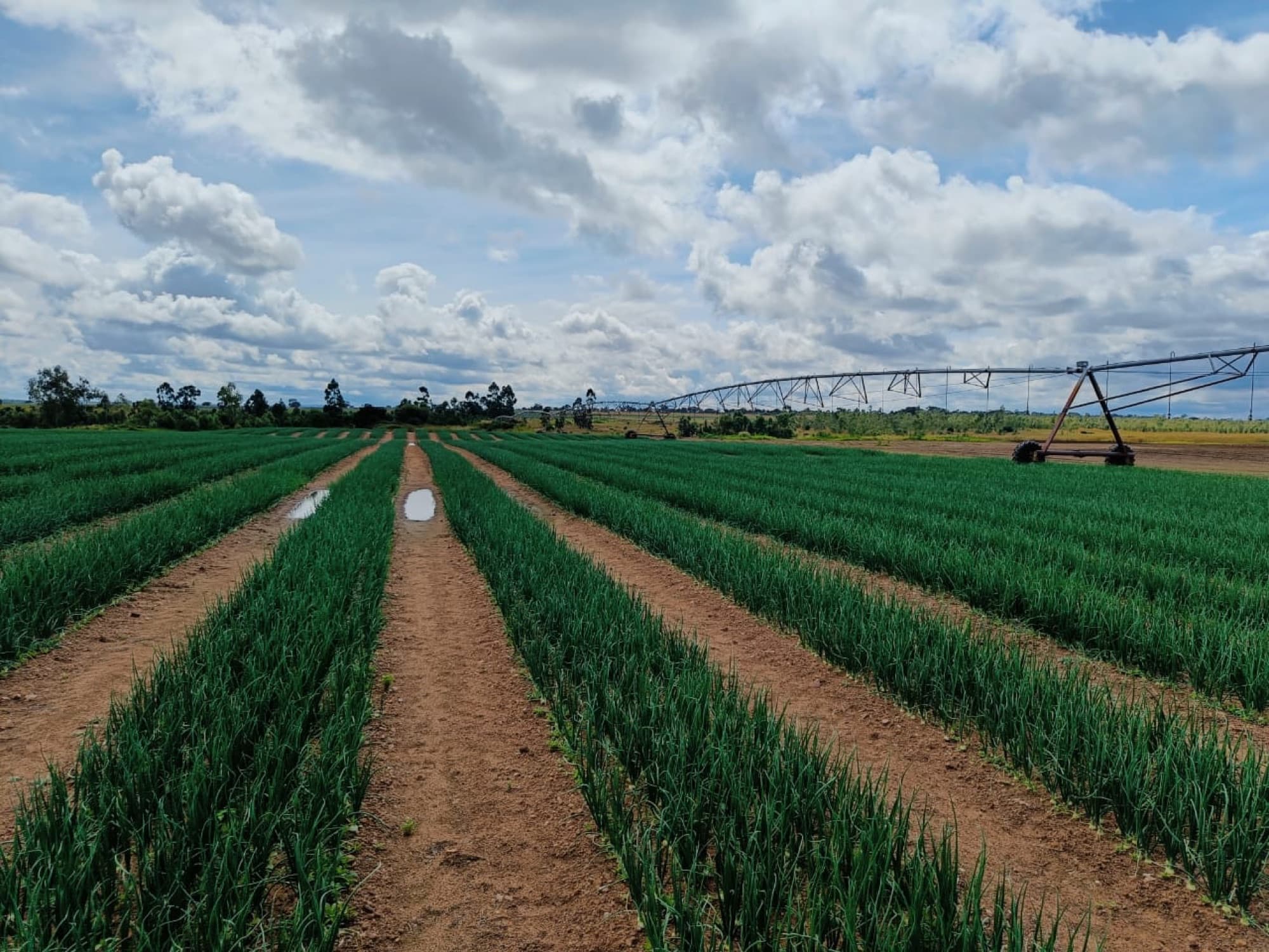 Farways seeds growing on a Zimbabwean farm