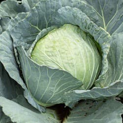 Cabbage