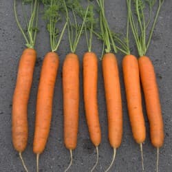 Carrot