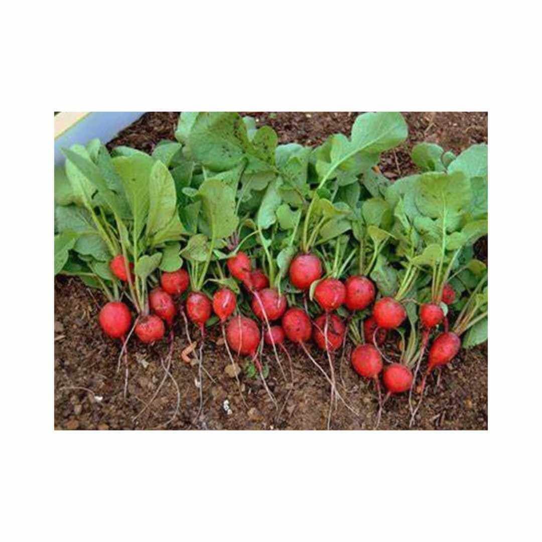 Garden Radish