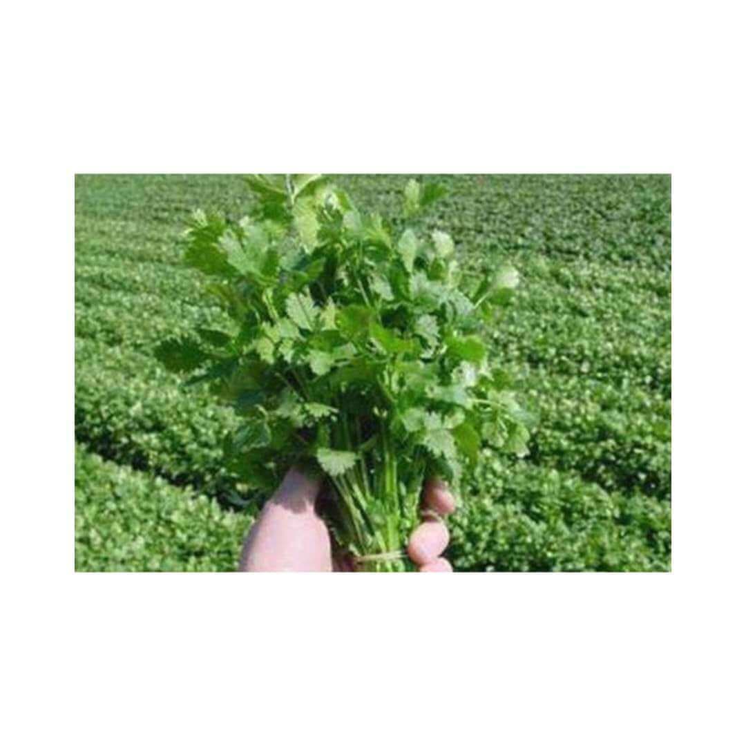 American Long Standing (Coriander)