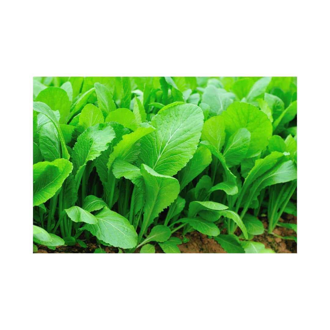 Florida Broadleaf (Mustard)