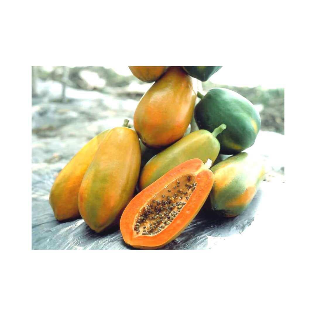 Papaya