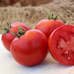 Tomato