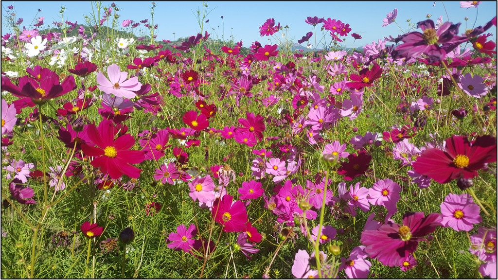 Cosmos