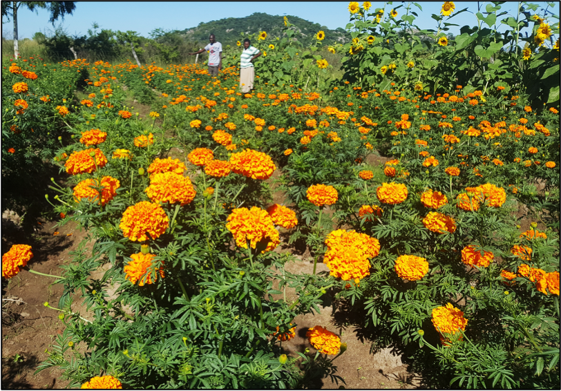 Marigold