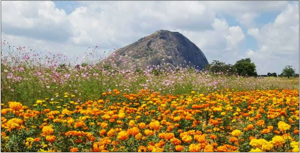 Pollinator Mix