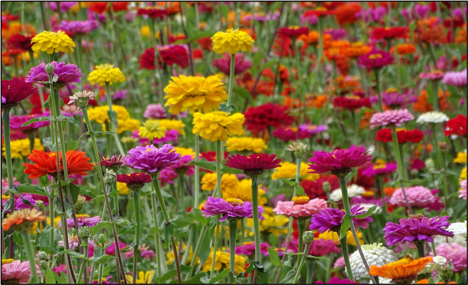 Zinnia