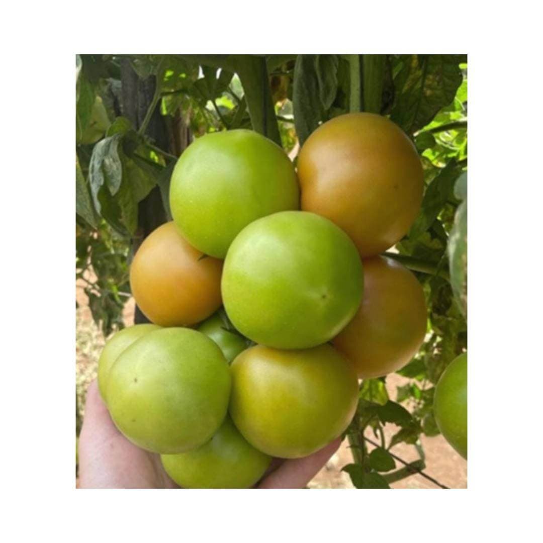 SPERO F1 (Main-Season)